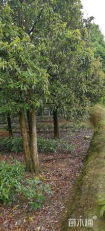 高度700厘米老鹰茶