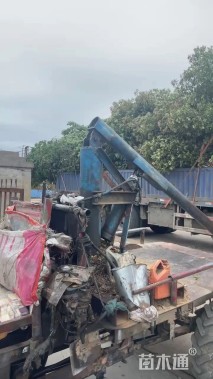 10公分高杆红叶石楠