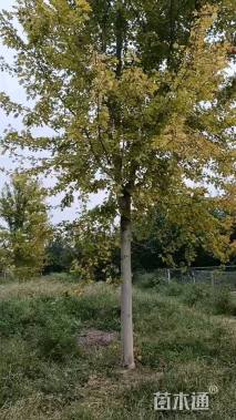 17公分美国红枫