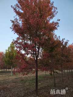 16公分美国红枫-秋火焰