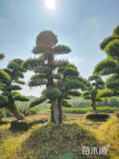 60公分造型椤木石楠