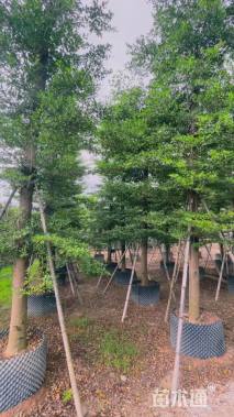 12公分细叶榄仁