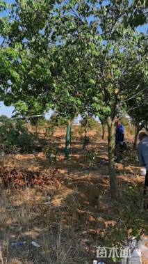 20公分染井吉野樱