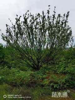 高度330厘米南丰蜜桔