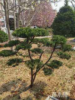 15公分东北红豆杉