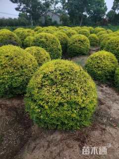 高度100厘米球花石楠