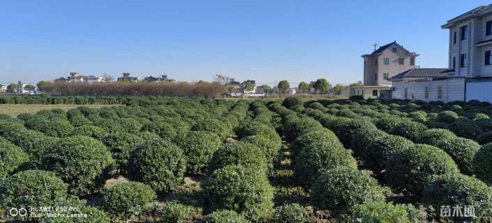 冠幅100厘米海桐球