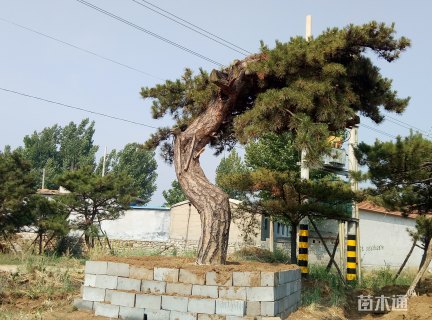 高度2000厘米油松