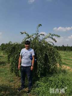 11公分垂枝樱花