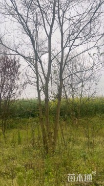 10公分(3杆)丛生乌桕