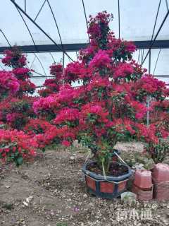 8公分造型三角梅