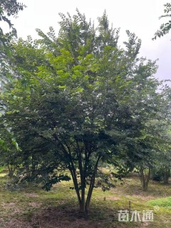 40公分丛生朴树