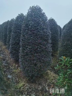 高度180厘米红花继木