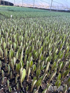 高度15厘米郁金香