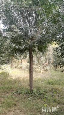 13公分秋紫白蜡