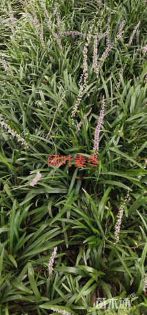 高度30厘米阔叶麦冬