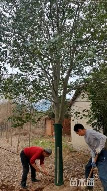 18公分红果冬青