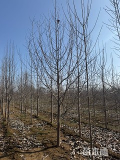 10公分二乔玉兰