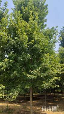 20公分美国红枫