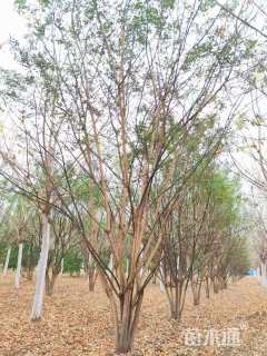 高度800厘米丛生国槐