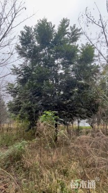 16公分薄壳山核桃