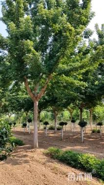 18公分金叶复叶槭