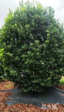 冠幅350厘米杨梅球