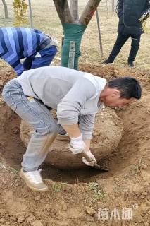 16公分日本红枫