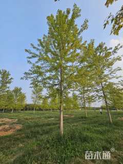 18公分美国红枫