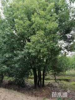 40公分(4杆)丛生香樟