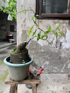 高度100厘米金弹子