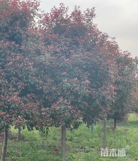 12公分红叶石楠