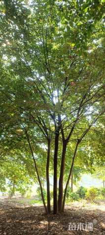 50公分(6杆)丛生榉树