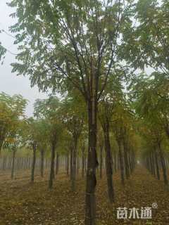 18公分红花洋槐