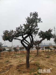 高度150厘米古桩月季