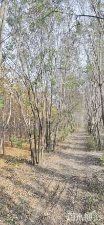 高度700厘米丛生国槐