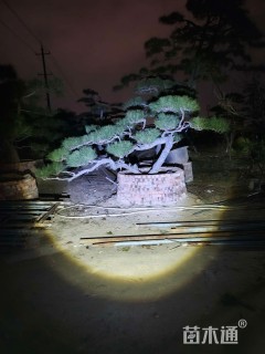 高度180厘米黑松