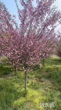 12公分垂丝海棠