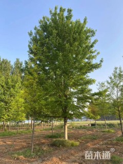 20公分美国红枫