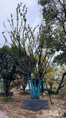 60公分(5杆)丛生朴树