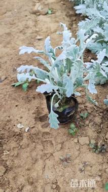 高度15厘米银叶菊