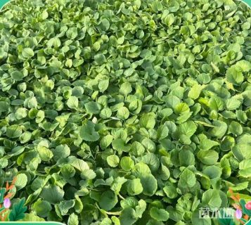 高度30厘米二月兰