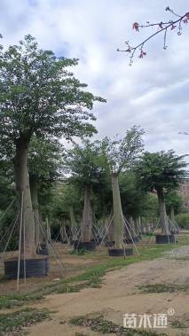 50公分大腹木棉