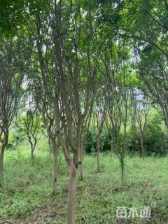 高度2999厘米桢桐