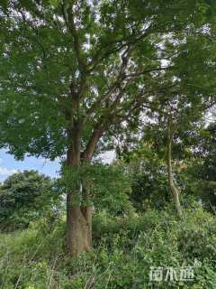 70公分朴树