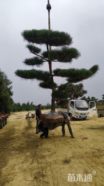 高度500厘米黑松