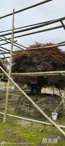 高度340厘米羽毛枫