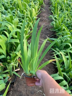 高度20厘米紫鸢尾