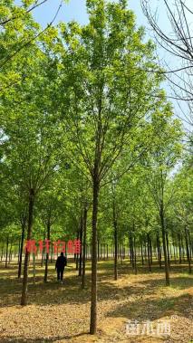 20公分美国白蜡