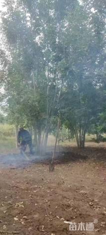 高度850厘米丛生白蜡